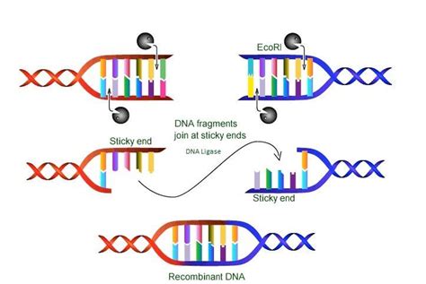 How Is Dna Cut Into Fragments