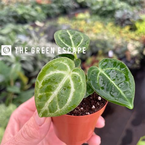 Anthurium Dorayaki Indonesia Origin Pot All Plants Require You To