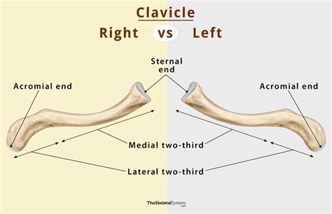 Clavicle Collarbone Location Anatomy And Labeled Diagram