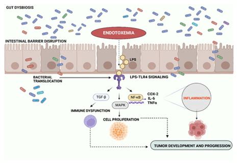 Microorganisms Free Full Text Endotoxemia And Gastrointestinal