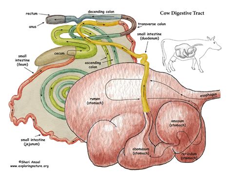 Diagram Of Cattle Digestive System Ruminant Digestion Intest