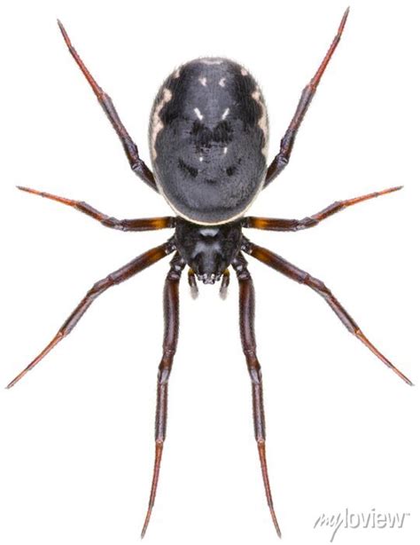 Steatoda Albomaculata Spiders Is A Species Of Cobweb Spider In