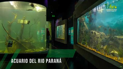 Acuario del rio Paraná TvAgro por Juan Gonzalo Angel Restrepo YouTube