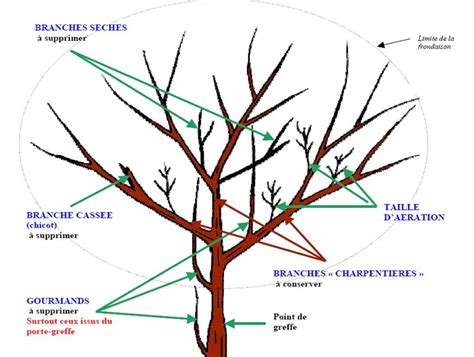 Diff Rents Type De Taille Chez Les Agrumes Maison Des Agrumes