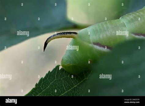 Green caterpillar Privet hawk moth (Sphinx ligustri) or moth butterfly ...