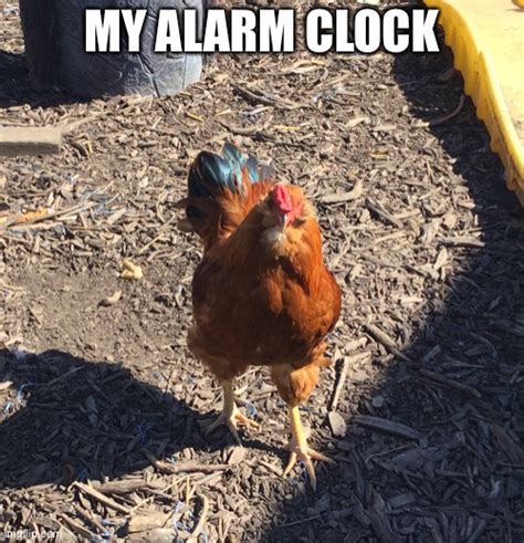 My Rooster Clock Imgflip