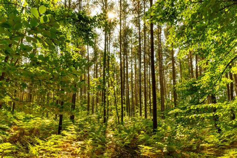 Unser Wald In Deutschland Wald Quest