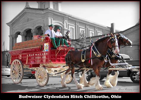 Budweiser Clydesdales Hitch Photograph by Thomas Bowen - Fine Art America