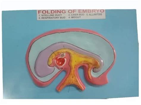 Plastic Folding Embryo Model For Education At Rs 3000 In Ambala Id