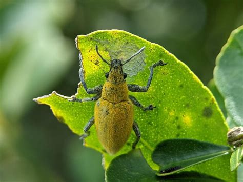 Gorgojo Amarillo En Una Hoja Verde Foto Premium