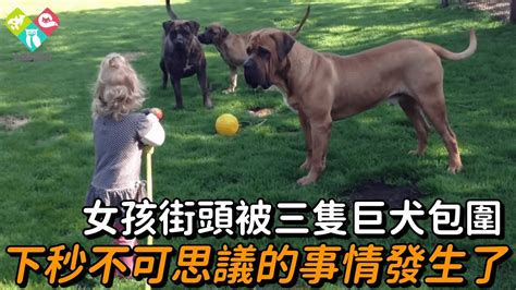 女孩街頭被三隻巨犬包圍，下秒不可思議的事情發生了感動 淚目 不可思議 震驚 奇跡 心靈飼養員 Youtube