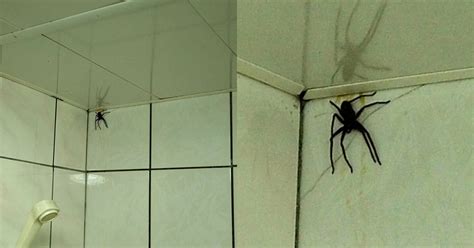 Frenchman In Taiwan Horrified After Seeing Huge Huntsman Spider In