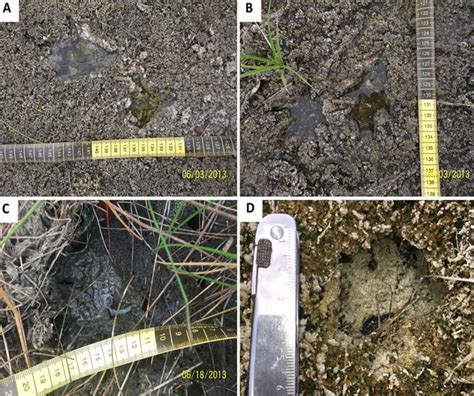 Confirmed Presence Of The Neotropical Otter Lontra Longicaudis In