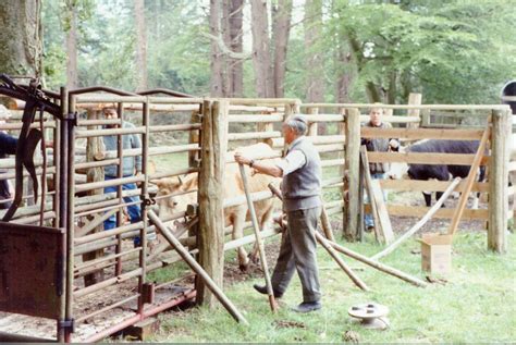 Freeze branding cattle – New Forest Knowledge