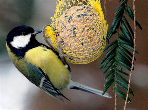 Kohlmeise ist der häufigste Wintervogel Panorama Badische Zeitung