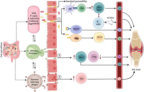 Frontiers Gut Bacteriome Mycobiome And Virome Alterations In