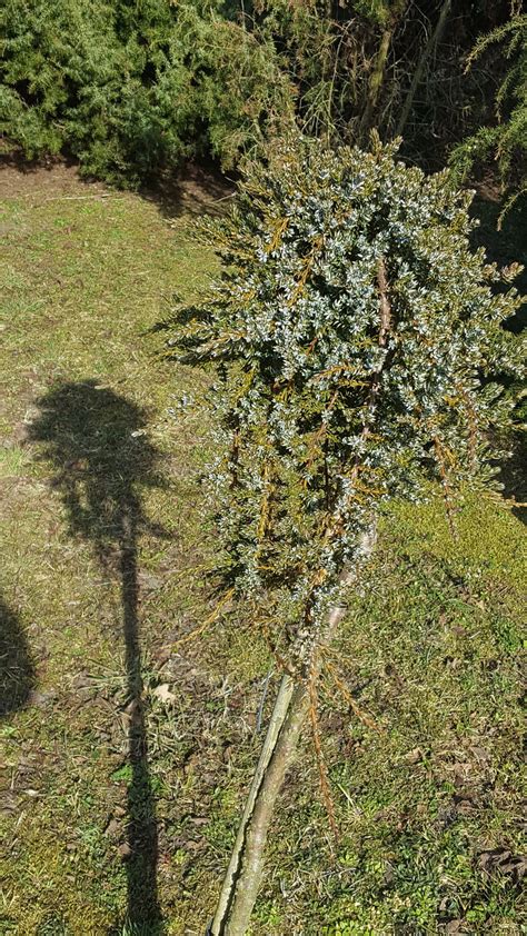 Juniperus Communis Var Saxatilis Pall Plants Of The World Online