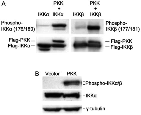 Protein kinase C associated kinase regulates NF κB activation through