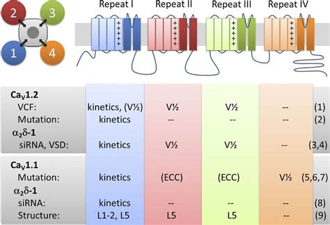 Pseudotetrameric Domain Structure Of Ca V S With Functions Associated