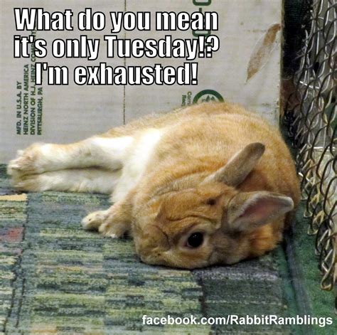 Rabbit Ramblings Rr Funny Bunny Memes