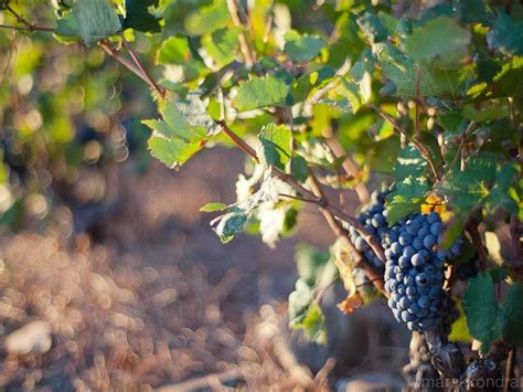 Wino Polskie Wino Coraz Popularniejsze Gdzie I Jakie Szczepy Uprawia