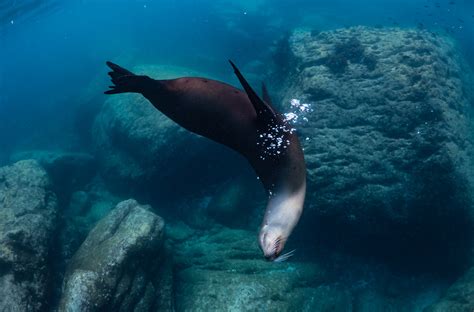 Lobo Marino Lobo Marino En La Lobera De Isla Espíritu Sant Flickr