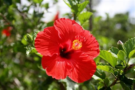 National Flower Of Tonga Heilala Flower Of Tonga National Flowers By Country