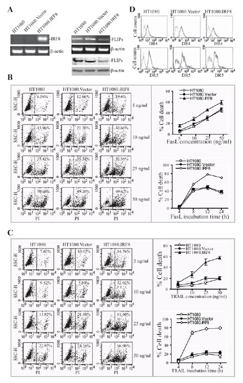 Ectopic Expression Of Irf8 Sensitized Human Sarcoma Cells To Fasl And