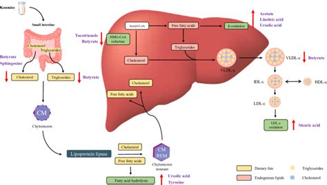 Schematic Diagram Showing The Potential Biochemical Mechanism Of