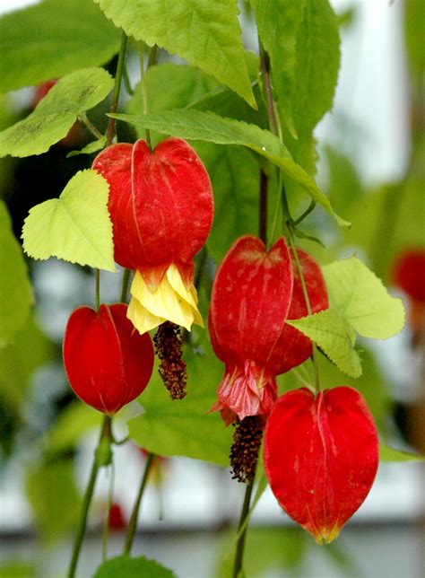 Abutilon Planter Et Cultiver Ooreka