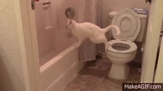 Cats Being Jerks Video Compilation Failarmy On Make A