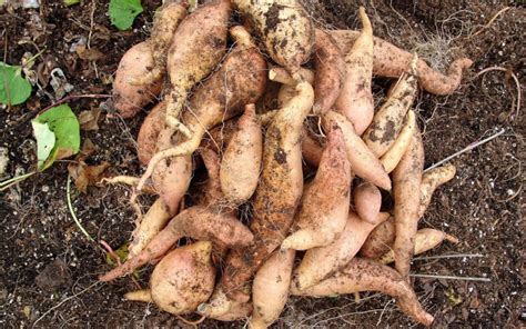 Sweet Potato Soil