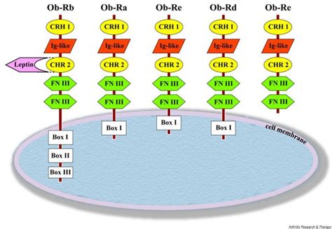 Structure And Isoforms Of Mouse Leptin Receptor Ob Rb Contains The