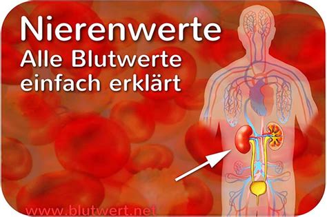 Nierenwerte Zu Hoch Durch Richtige Ern Hrung Senken