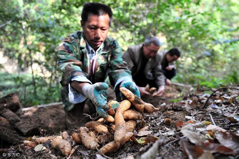 天麻主产地有哪些天麻的产地在哪里？天麻哪里产的最好？野生天麻等于骗子！ 说明书网