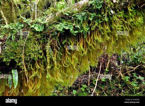 New Zealand Ferns And Moss Rainforest Stock Photo Alamy