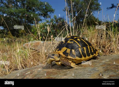 Hermann's tortoise, Greek tortoise (Testudo hermanni), in habitat, Spain, Katalonia Stock Photo ...