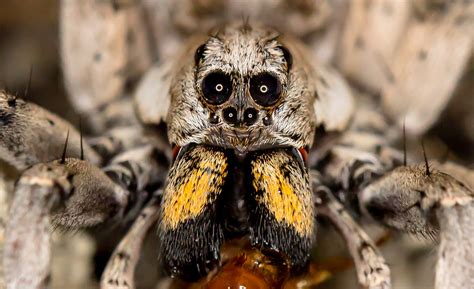 Wolf Spider Close Up Lycosa Spp Ilena G Flickr