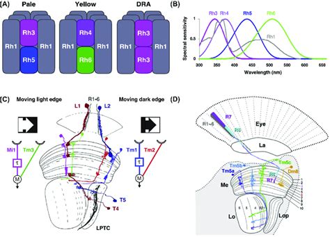 Light Sensing In Drosophila A Structure Of Retina Photoreceptors R1