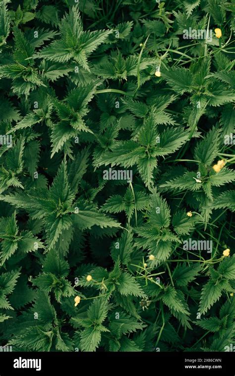 Bush Of Stinging Nettles Nettle Leaves Top View Botanical Pattern