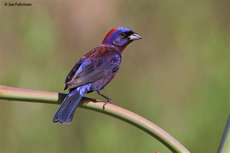 Varied Bunting – Joe Fuhrman Photography