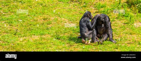Apes behavior hi-res stock photography and images - Alamy