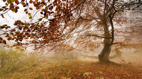 Wallpaper Sunlight Trees Landscape Fall Nature Grass Sky