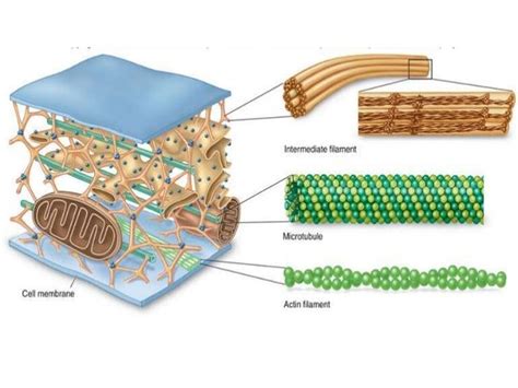 Cytoskeleton , cell shape and cell motility