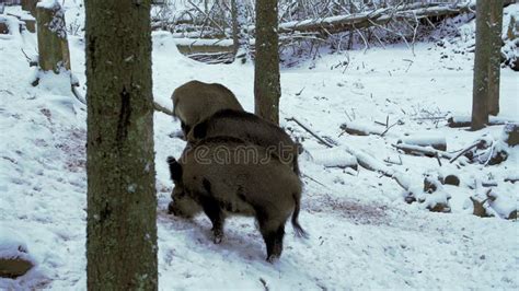 Wild Boars Sus Scrofa In Winter Looking For Food In The Snow Close