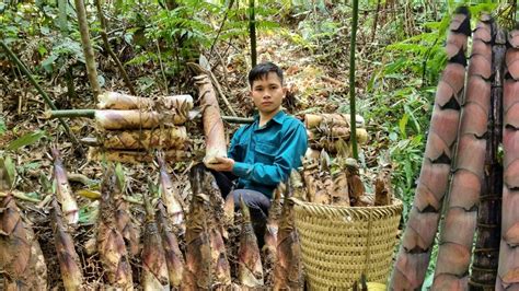 Harvest Bamboo Shoots To Sell At The Market Make Dried Bamboo Shoots