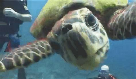 Sea Turtle GIF - Find & Share on GIPHY