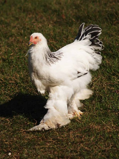 The Largest Chicken Breeds 12 Huge Chickens Mranimal Farm