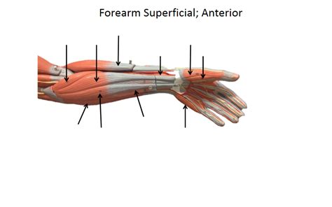 Forearm Superficial Anterior Diagram Quizlet