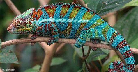 10 of the Most Colorful Animals in the World - The Rainforest Site News